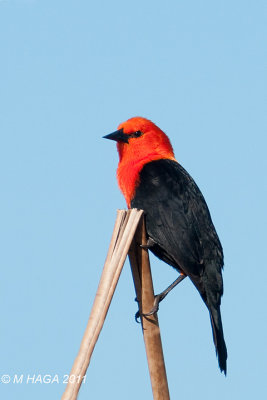 Scarlet-headed Blackbird