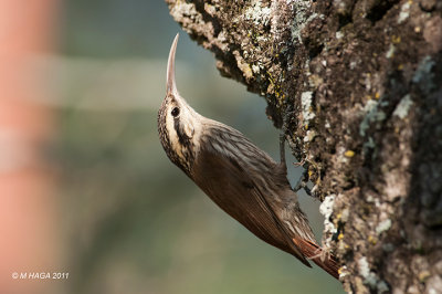 Narrow-billed Woodcreeper