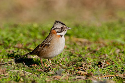 Rufous-collared Sparrow