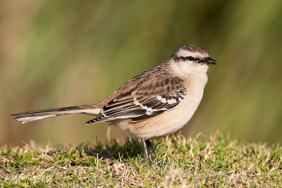 Chalk-browed Mockingbird