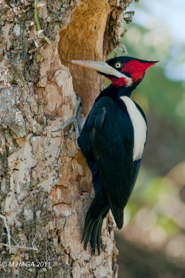 Cream-backed Woodpecker