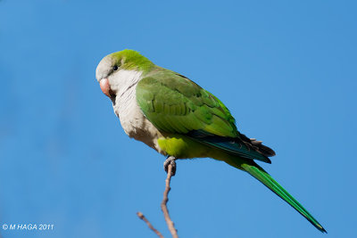 Monk Parakeet