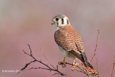 American Kestrel