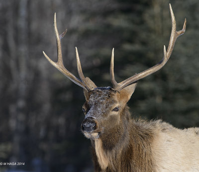 Elk