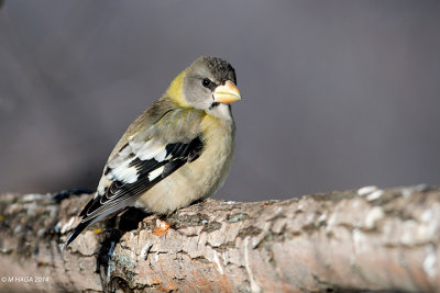 Evening Grosbeak, female