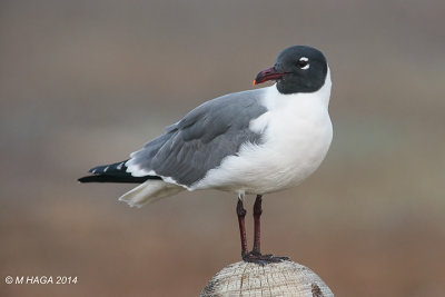 Laughing Gull, Rockport, Texas