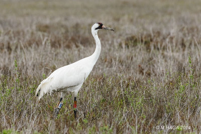 Whooping Crane, Aransas Wildlife Refuge, Texas