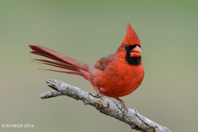 Northern Cardinal, male, Rockport, Texas