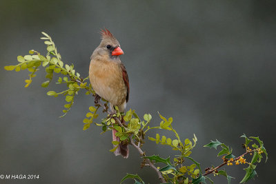 Northern Cardinal, female, Refugio, Texas
