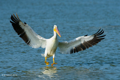 American White Pelican, Texas