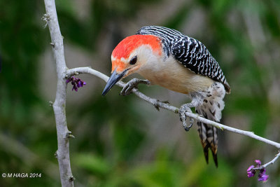 Red-bellied Woodpecker, Sugarland, Texas