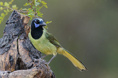 Green Jay, Refugio, Texas