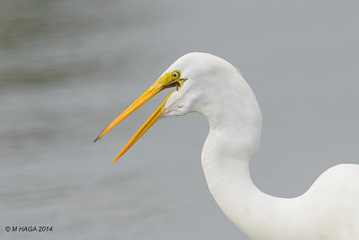 Great Egret, Rockport, Texas