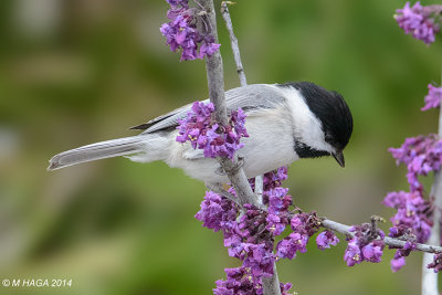 Carolina Chickadee, Sugarland, Texas