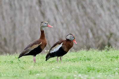Black-bellied Whistling Duck, Texas