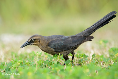 Great-tailed Grackle, female, Rockport, Texas