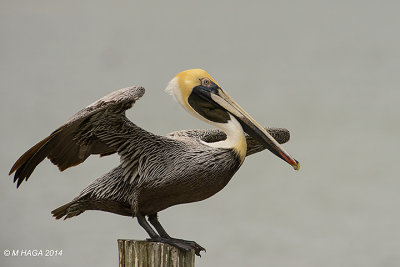 Brown Pelican, Texas