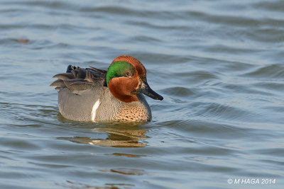 Green-winged Teal, Texas