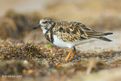 Ruddy Turnstone, Rockport, Texas