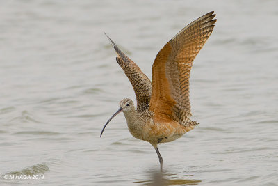 Long-billed Curlew, Texas