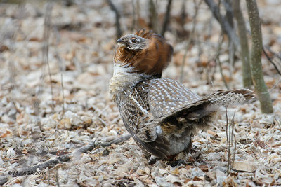 Male Ruffed Grouse in full mating display, Pike Lake