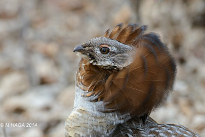 Portrait of a male Ruffed Grouse in full mating display, Pike Lake