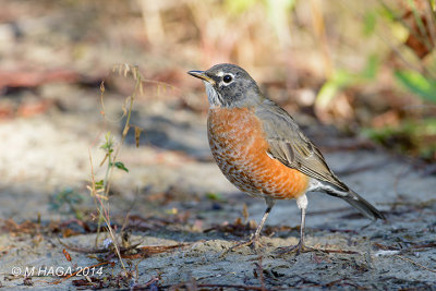 American Robin