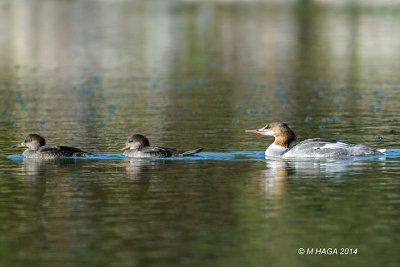 Common Merganser, female with young