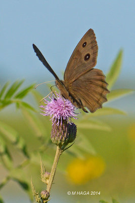 Common Wood Nymph