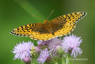 Great-Spangled-Fritillary