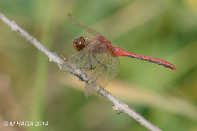 Dragonfly