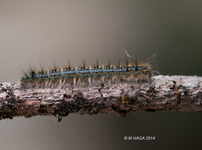 Forest Tent Caterpillar