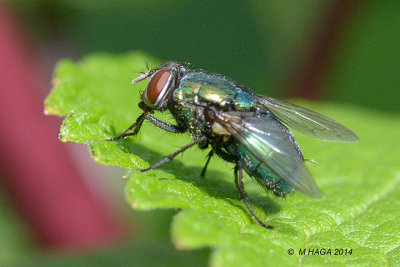 Blowfly, genus calliphoridae