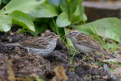 Adult Chipping Sparrow feeding juvenile