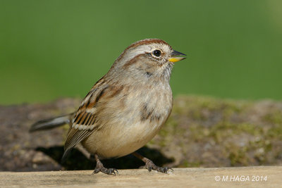 American Tree Sparrow, fall