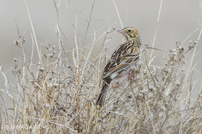 Baird's Sparrow