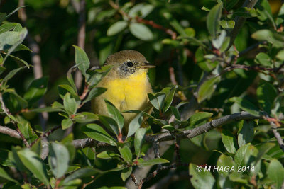 Common Yellowthroat, first winter male