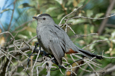 Gray Catbird