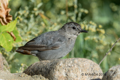Gray Catbird, juvenile.  The tail feathers have not developed