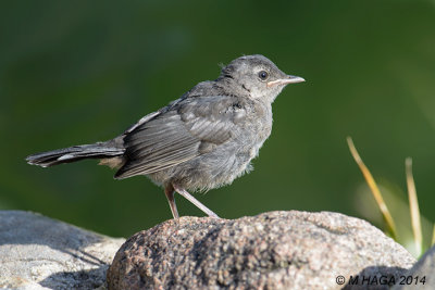 Gray Catbird, juvenile, Gabriel Dumont Park, Saskatoon