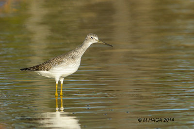 Greater Yellowlegs