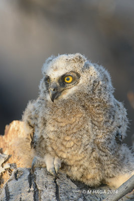Great Horned Owl, juvenile