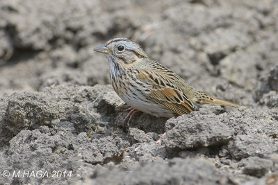 Lincoln's Sparrow