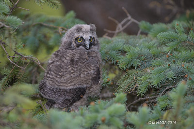 Long-eared Owl, juvenile