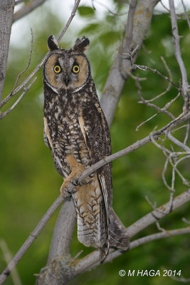 Long-eared Owl, juvenile