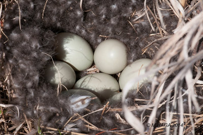 Mallard nest with eggs