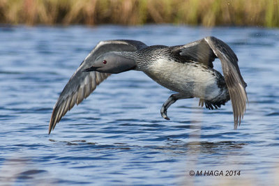 Red-throated Loon, Nome, Alaska