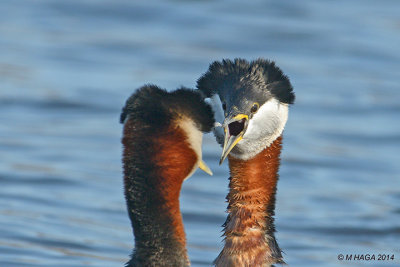 Courting Red-necked Grebes, Donna Birkmaier Park, Saskatoon