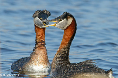 Courting Red-necked Grebes, Donna Birkmaier Park, Saskatoon