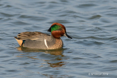 Green-winged Teal, male, Rockport, Texas